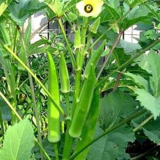 Green World Okra Bhindi Seeds